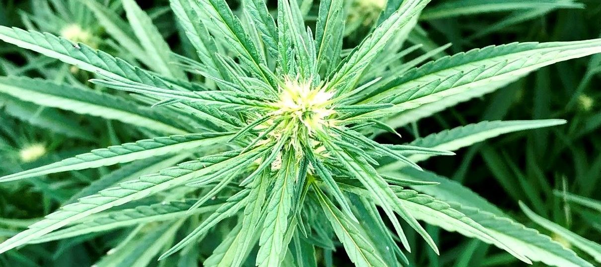 early hemp flower